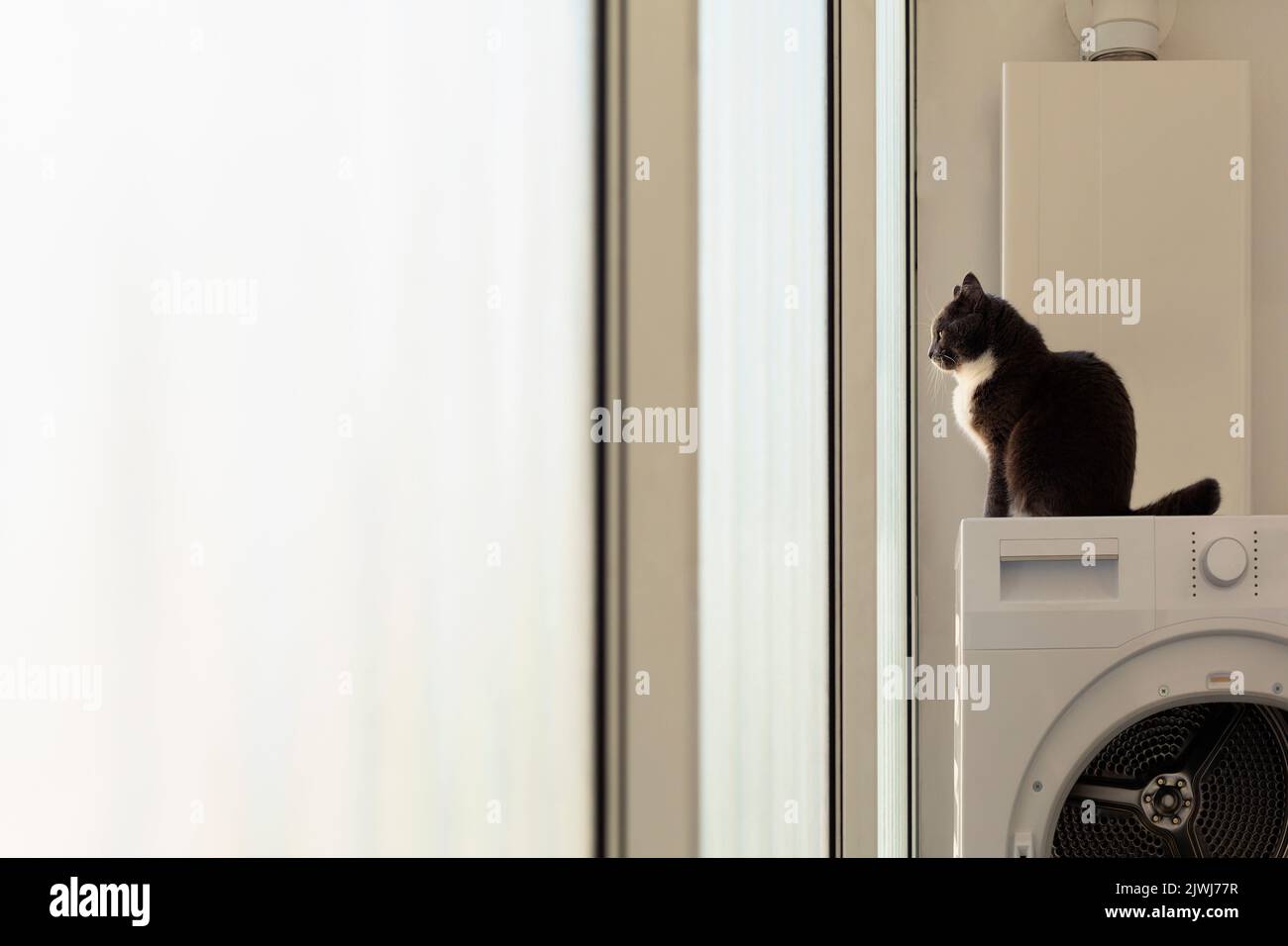 Die Katze sitzt auf dem Wäschetrockner und blickt aus dem Fenster des Apartments Stockfoto