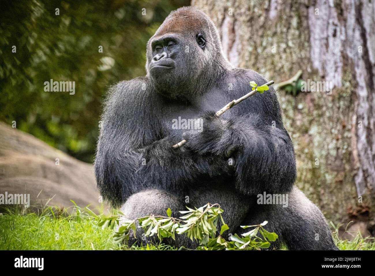 WESTERN-Flachland-Gorilla im Zoo Atlanta in der Nähe der Innenstadt von Atlanta, Georgia. (USA) Stockfoto