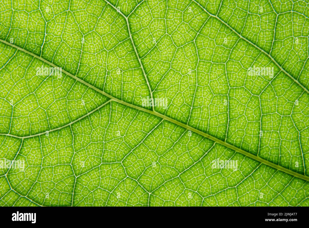 Makroaufnahme der Venenstruktur des grünen Blattes Stockfoto