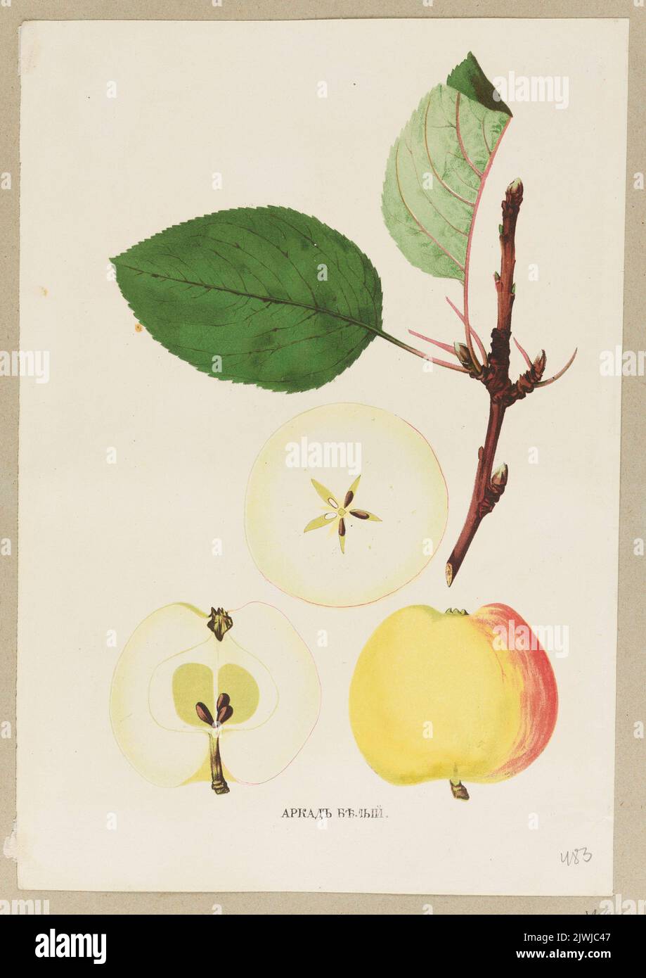 Apfel; Blatt aus einem Herbarium. Stroobant, fils (Gandawa ; Zakład litograficzny ; fl. Ca 1850-1885), Lithografie-atelie, Stroobant, Louis Constantin (1814-1872), Grafiker Stockfoto