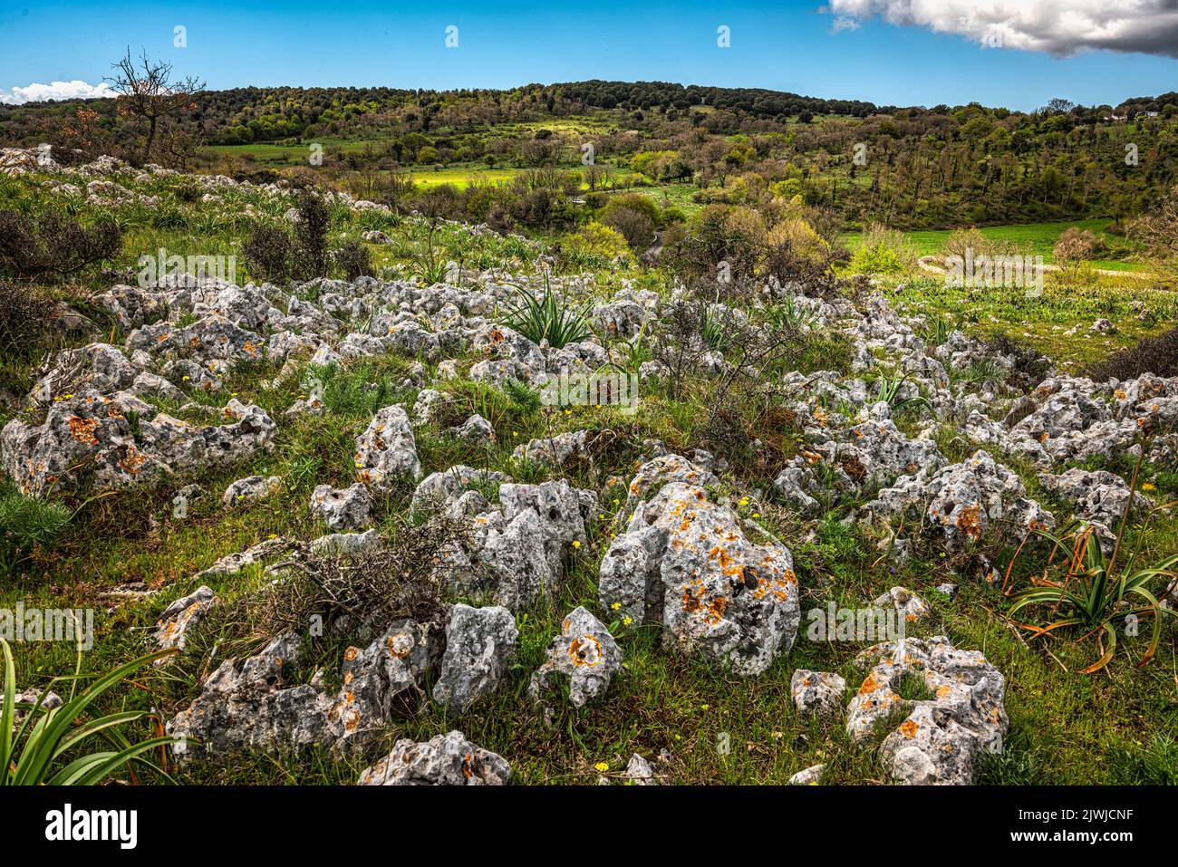 Hügelige Landschaft im Umbra Wald in Apulien. Im Vordergrund eine Ausdehnung von Felsen, die aus dem Boden hervorgehen. Nationalpark Gargano, Apulien, Italien, Stockfoto