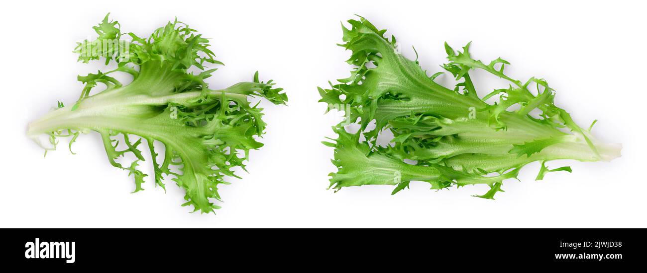 Frische grüne Blätter von Endive Frisee Chicorée Salat isoliert auf weißem Hintergrund mit voller Tiefenschärfe. Draufsicht. Flach liegend Stockfoto