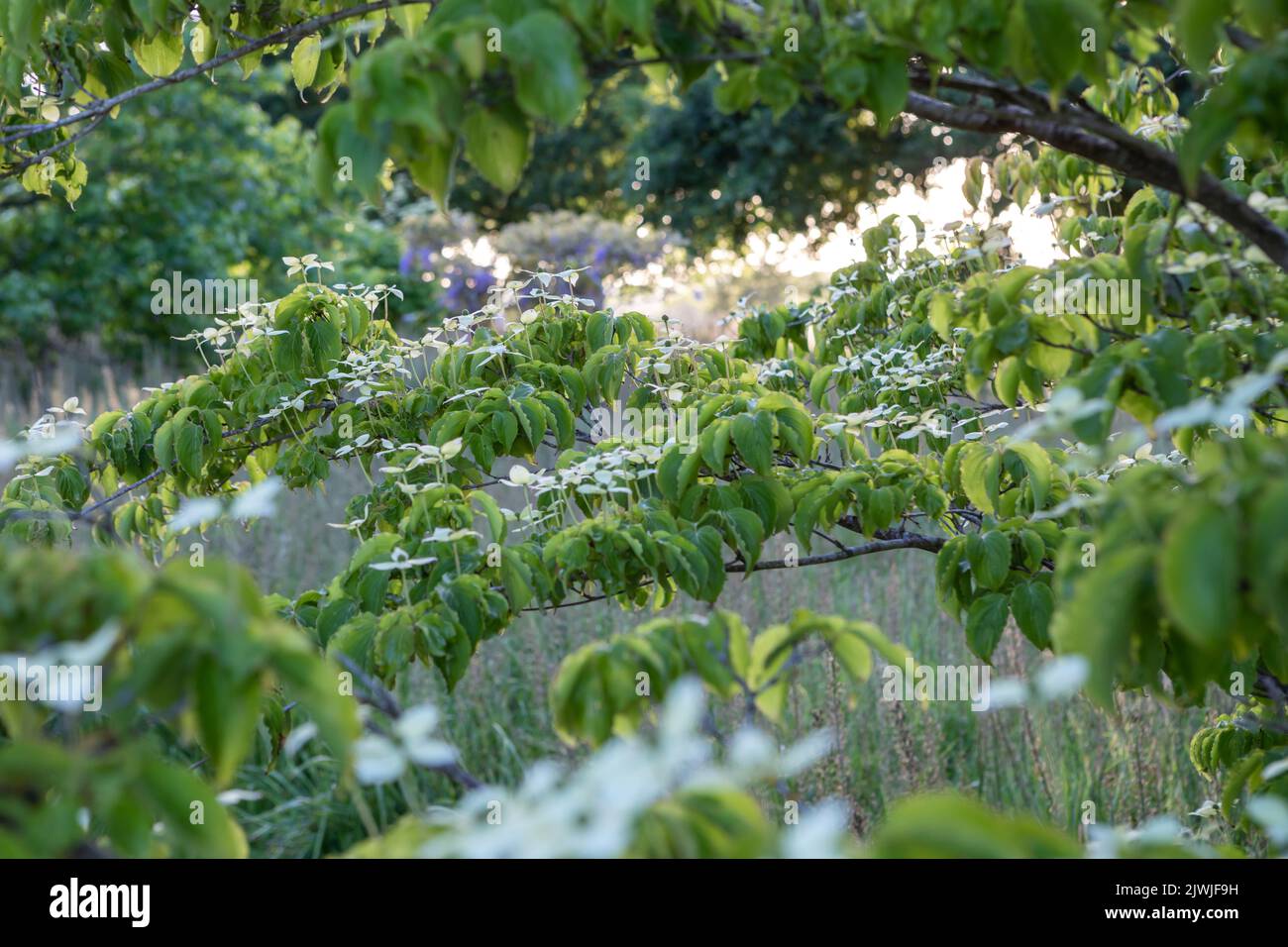 Cornus kousa 'Koree' / Kousa Dogwood, großer Strauch / kleiner Baum, Blick durch blühende Äste zur Wiese, Abendlicht Stockfoto