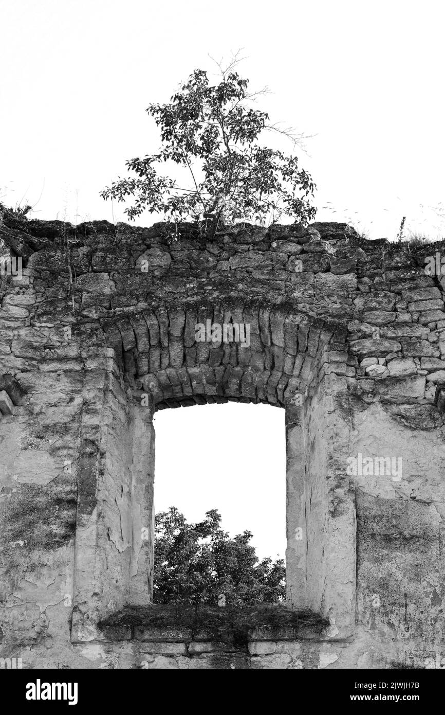 Die Ruinen der alten Synagoge Schabtai Rabbiner mit gewölbtem Fenster, gegen den Himmel. Texture altes verfallenen Mauerwerk. Baum wächst an der Wand. Rashkov, Moldawien. Stockfoto