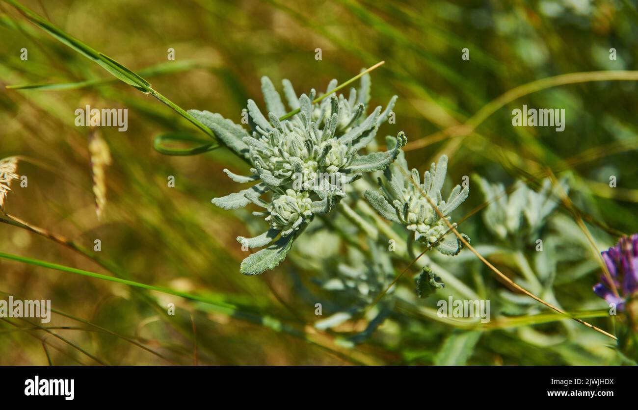 Teucrium polium - im Volksmund als Filzgermander bekannt, ist ein Substrauch und Kraut, das im westlichen Mittelmeerraum beheimatet ist Stockfoto Teucrium polium - im Volksmund als Filzgermander bekannt, ist ein Substrauch und Kraut, das im westlichen Mittelmeerraum beheimatet ist Stockfoto