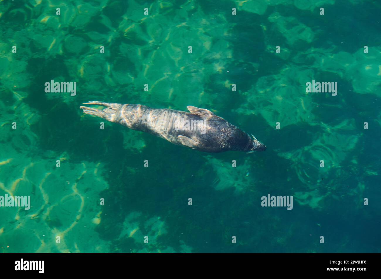 Kegelrobbe Halichoerus grypus, Phocidae Stockfoto