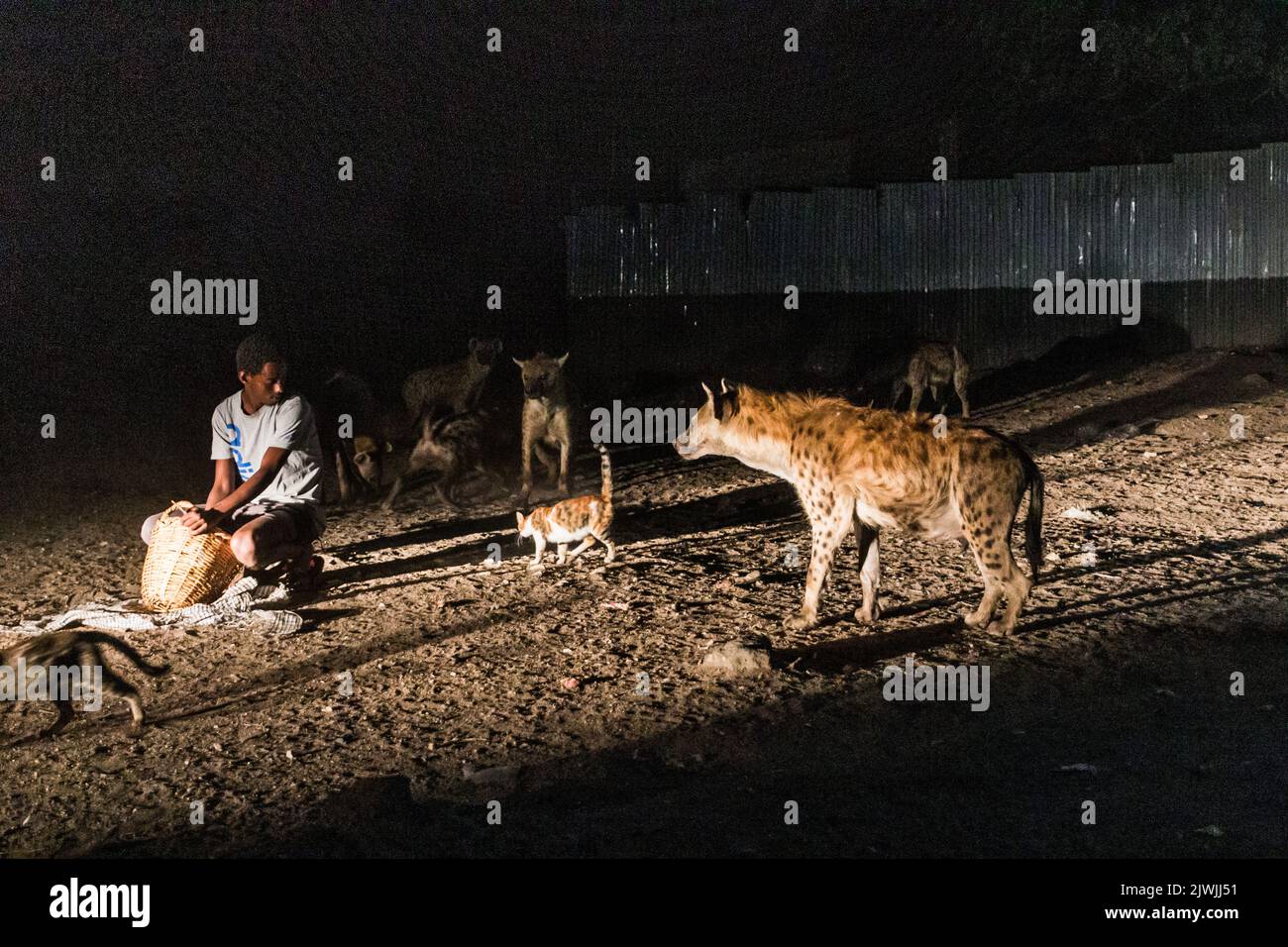 HARAR, ÄTHIOPIEN - 8. APRIL 2019: Hyänen und Katzen auf den Straßen von Harar, Äthiopien. Sie versammeln sich jeden Abend an einem bestimmten Ort, um gefüttert zu werden. Stockfoto