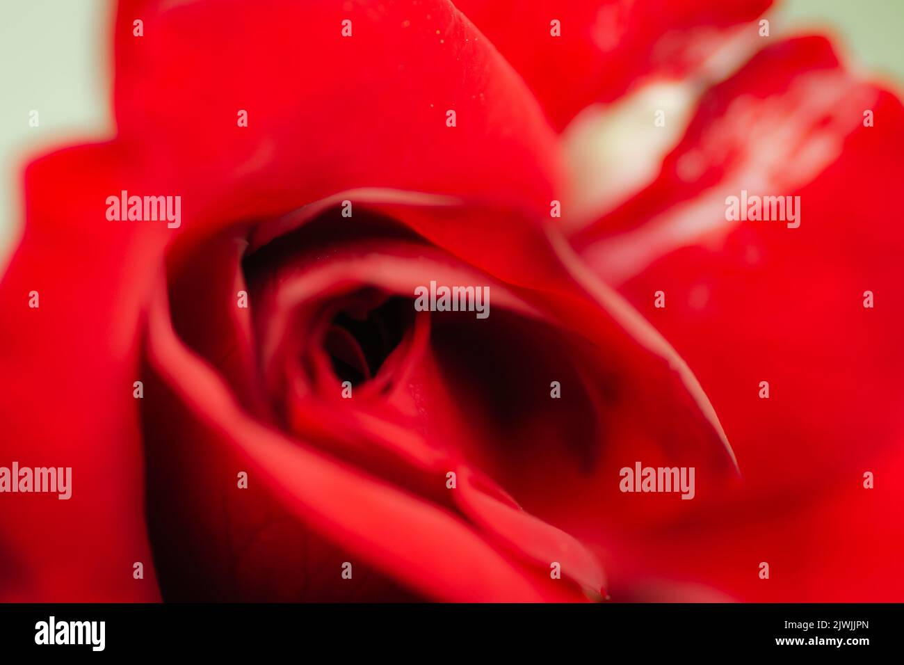 Eine blühende rote Rose. Rote Rose hinten - schöne Blume aus der Nähe. Stockfoto