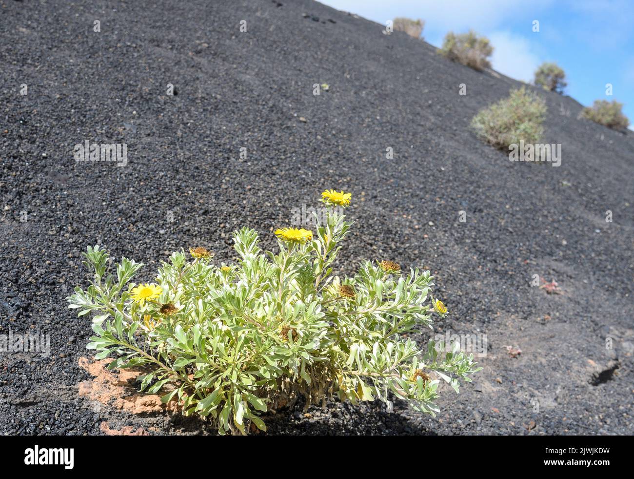 Der Asteriscus intermedius wächst zwischen der Lava von Timanfaya Stockfoto