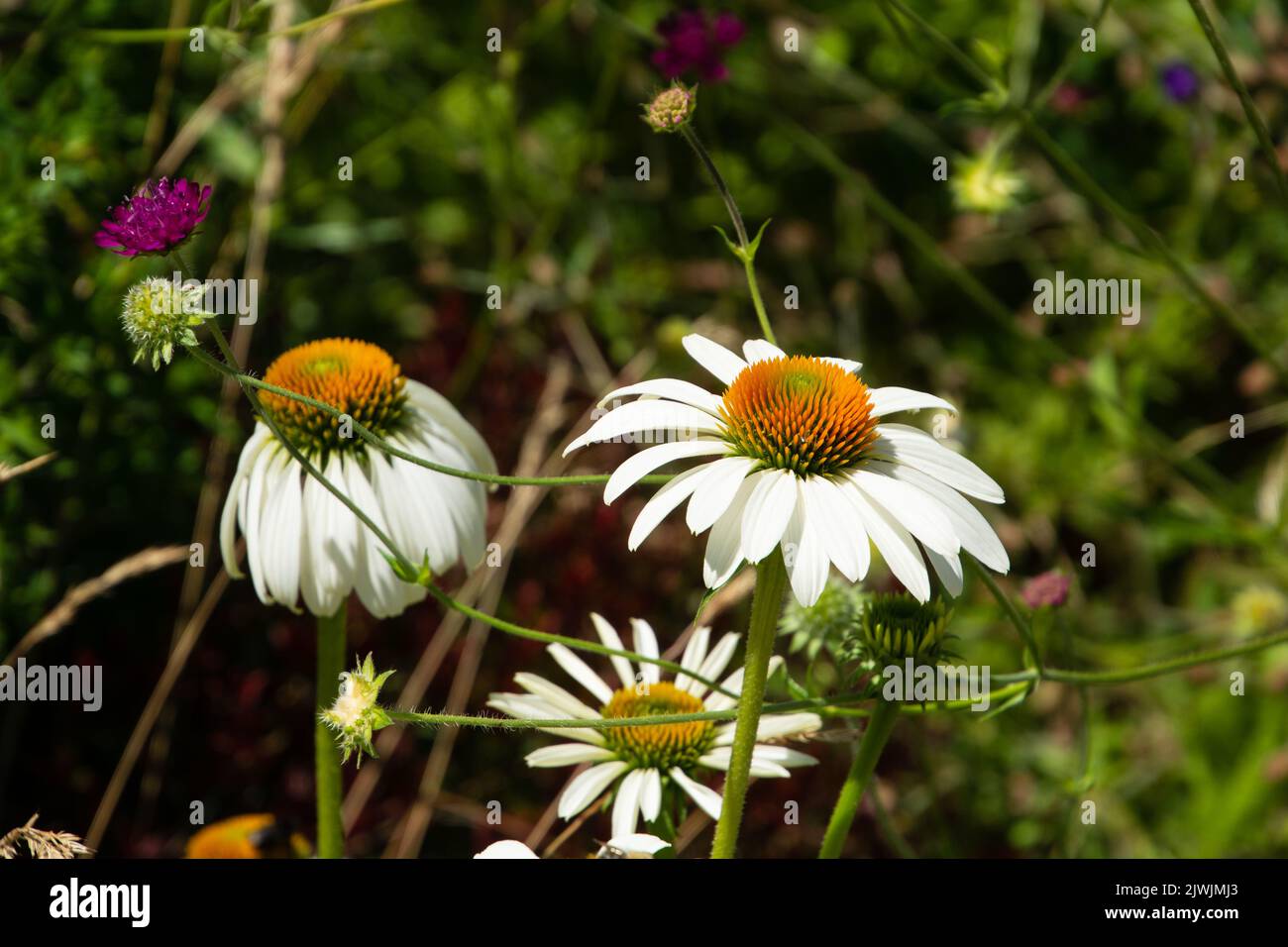 Schöne weiße Kegelblume Alba lateinischer Name Echinacea purea mit Insekten Stockfoto