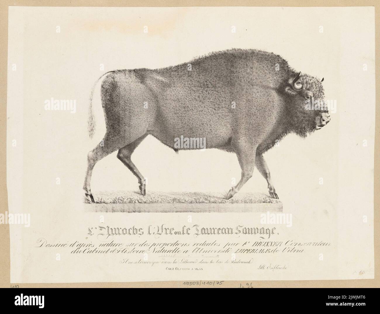 Europäischer Bison. Oziębłowski, Józef (Wilno ; Zakład litograficzny ; 1833-1863), Brunner, F. (fl. Ca 1825-1832), Zeichner, Karikaturist Stockfoto