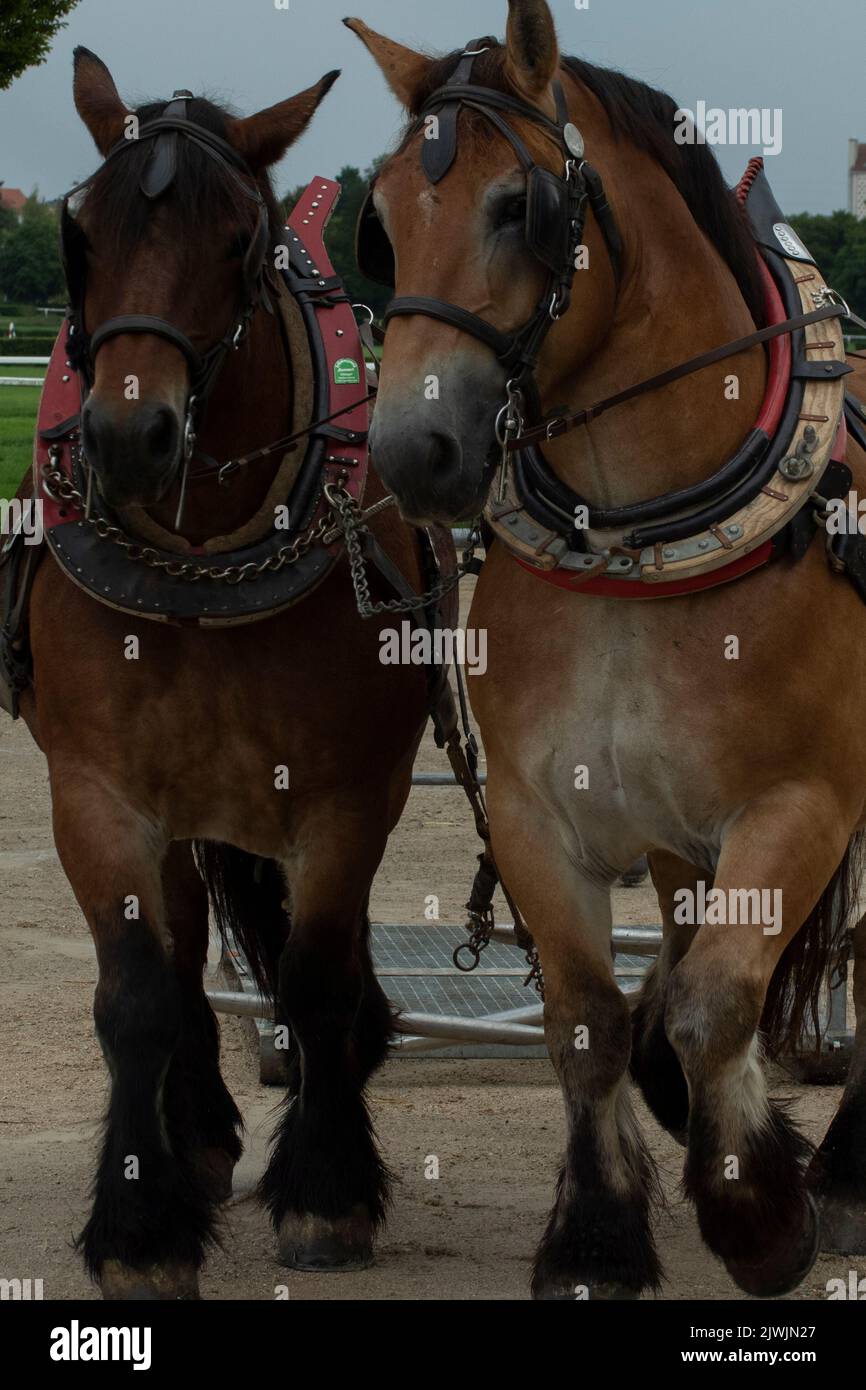 Wettbewerb „Work Horse“ Stockfoto