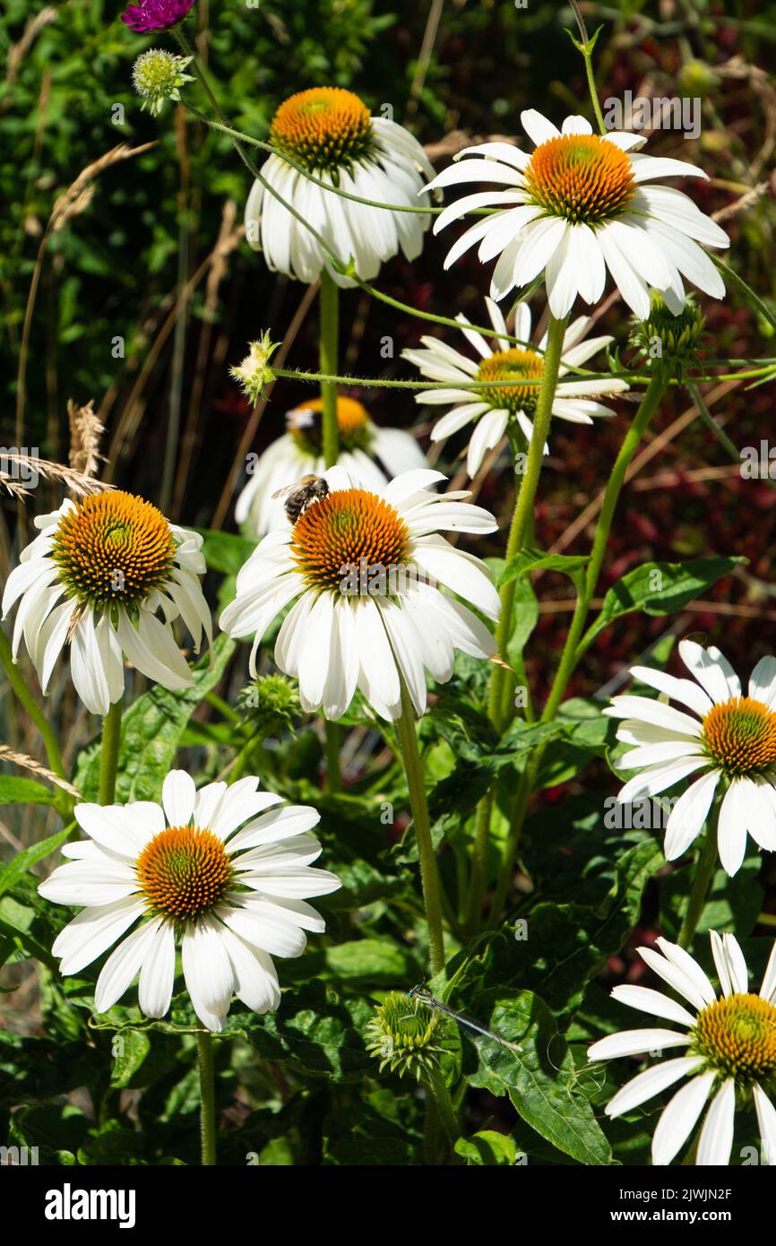 Helle Blüten der Echinacea alba Blütenköpfe, die Anfang juli erscheinen Stockfoto