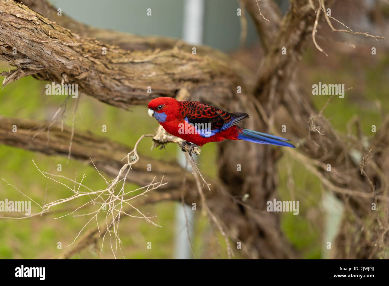 Ein australischer rosella-Papagei, der auf einem Teebaum sitzt Stockfoto