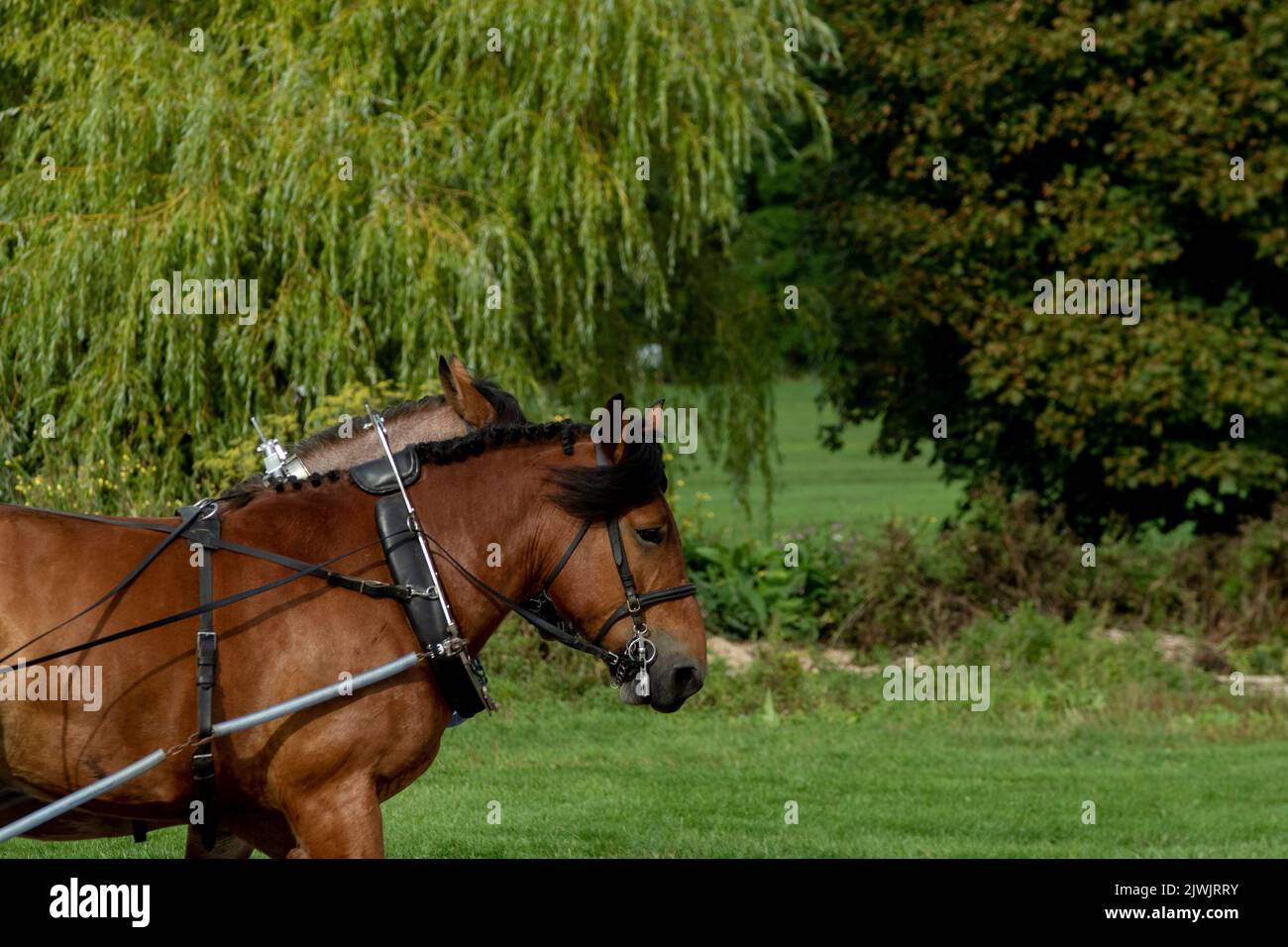 Wettbewerb „Work Horse“ Stockfoto