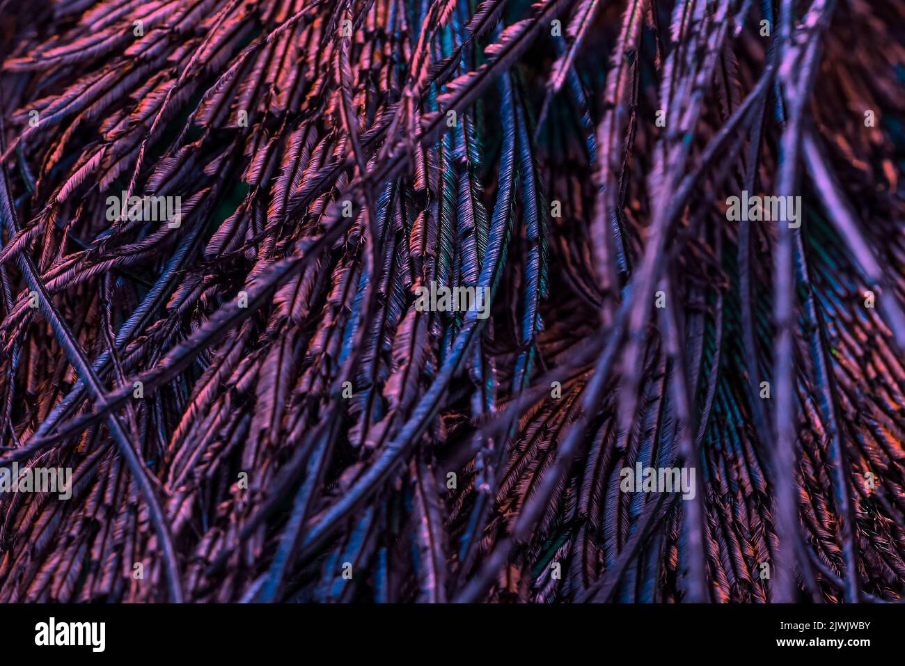 Schöne und bunte Vogelfedern abstrakte Linien Muster Textur natürlichen Hintergrund Konzept, schöne helle lebendige Farben Bild, Farbkontrast. Stockfoto