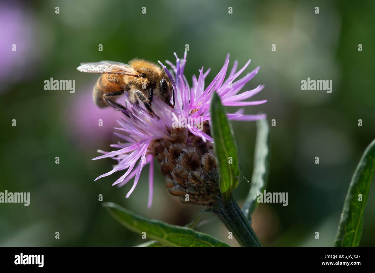 Nahaufnahme einer kleinen Honigbiene gegen das Licht. Die Biene sucht Nahrung und Pollen auf einer violetten Wildblume. Der Hintergrund ist grün mit Lichtreferenz Stockfoto