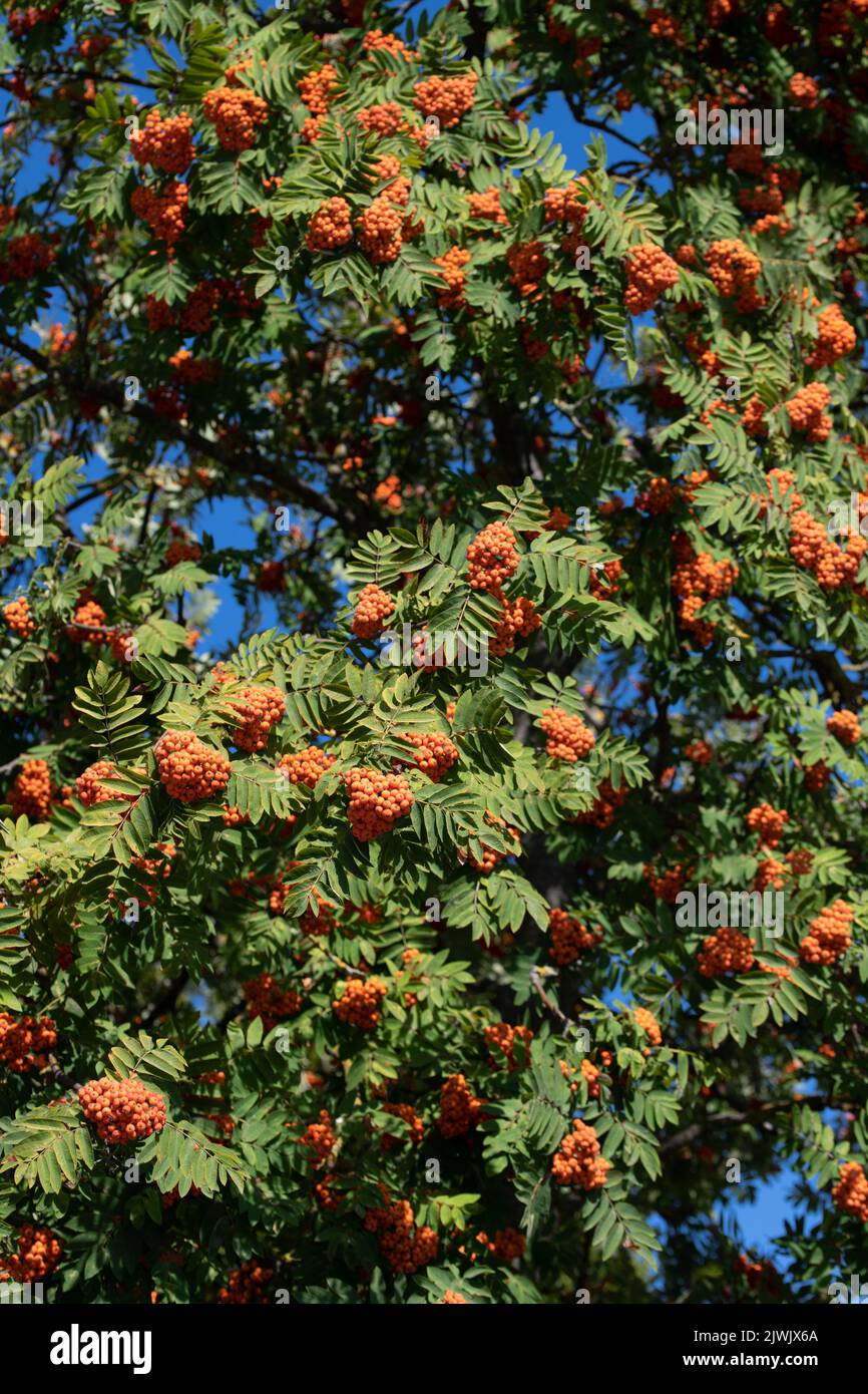 Hintergrund und Textur der Krone eines Baumes mit gelb reifen Ebereschen-Beeren im Spätsommer. Stockfoto