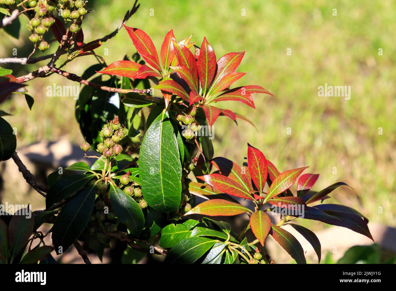 Nahaufnahme von sonnenbeschienenen grünen und feuerroten Pieris-Blättern Stockfoto