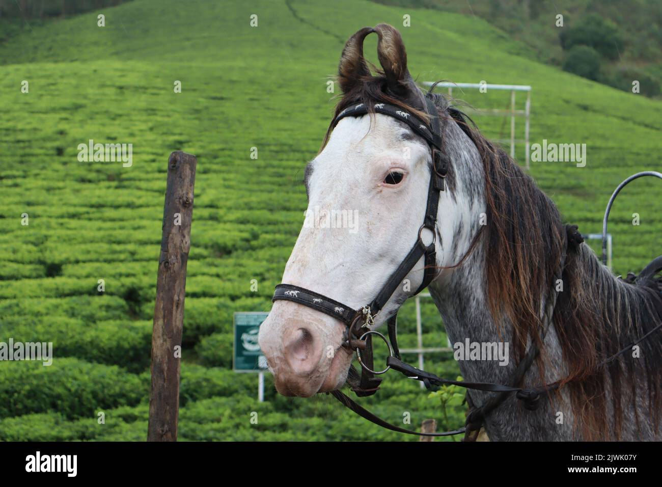 Vor den verschwommenen Teepflanzen bei Munnar wartet ein schönes, weiß gefärbtes Reitpferd. Stockfoto