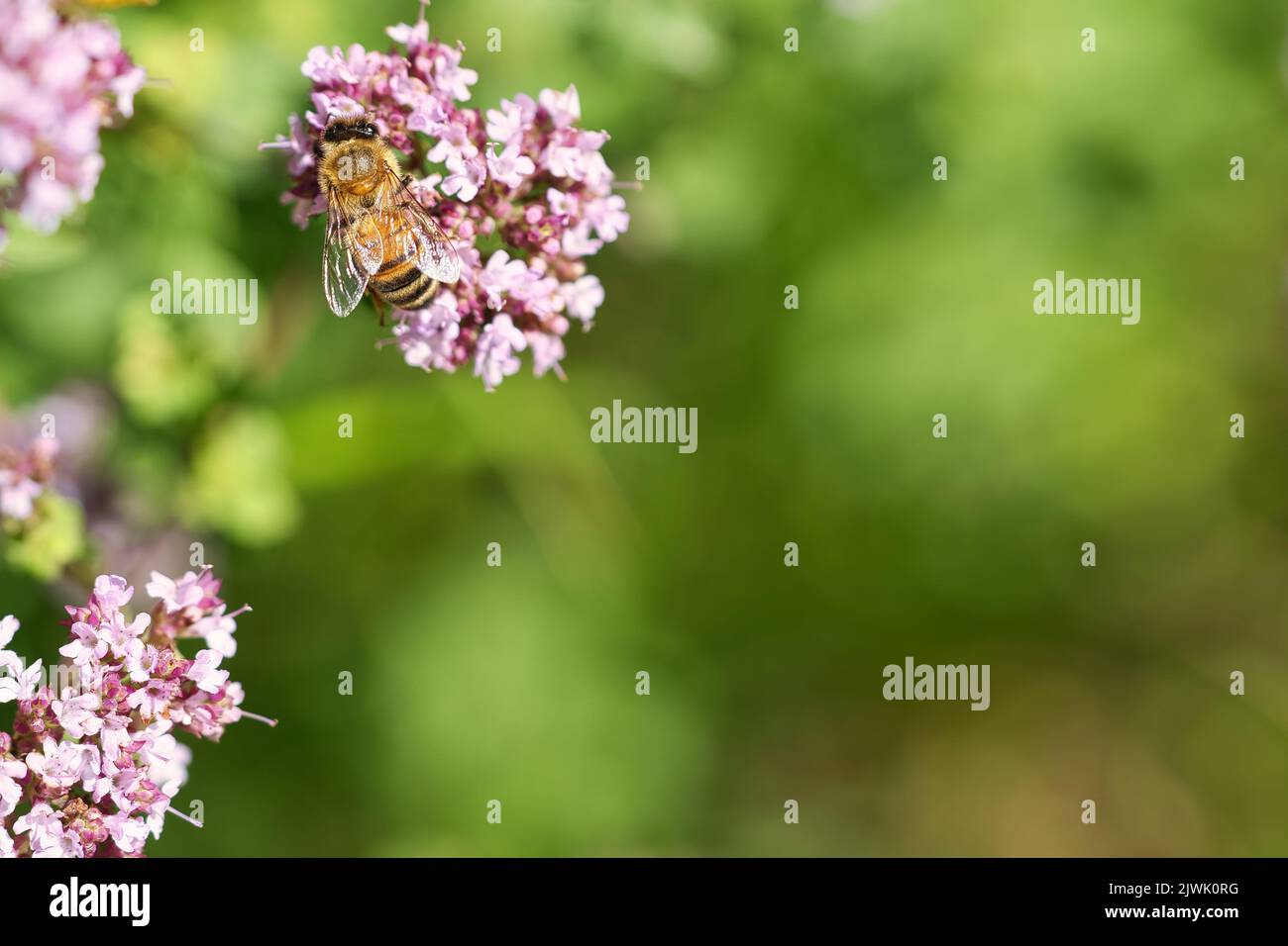 Honigbiene sammelt Nektar auf einer Blume des Blütenschmetterlingsbusches. Fleißige Insekten aus der Natur. Von Bienen ernten wir den Honig. Tierfoto aus dem Natu Stockfoto