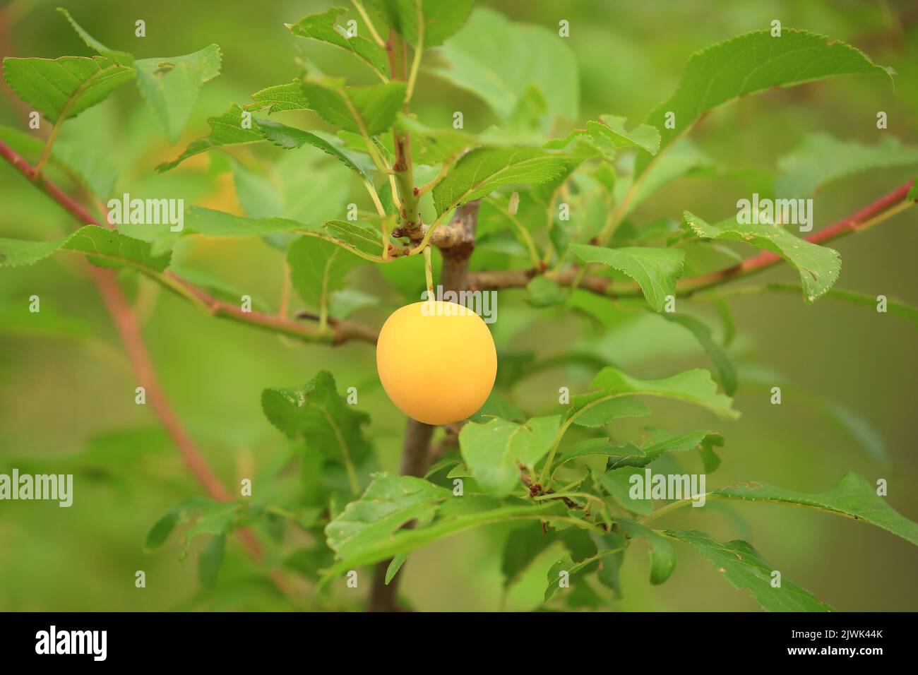 Gelbe Pflaume auf Baum. Unbehandelte Früchte aus biologischem Anbau. Stockfoto