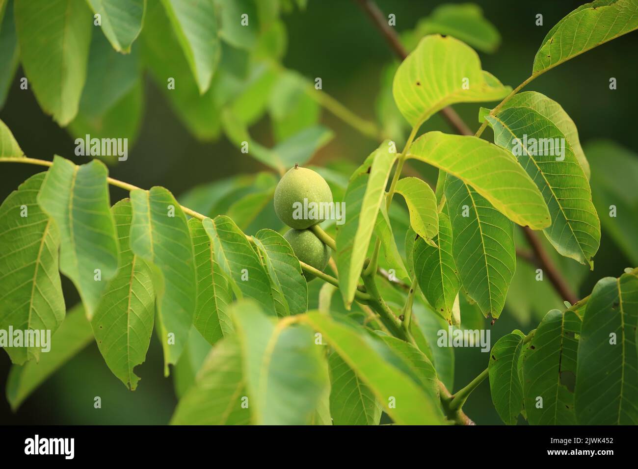 Walnussbaum mit Früchten auf der Plantage Stockfoto