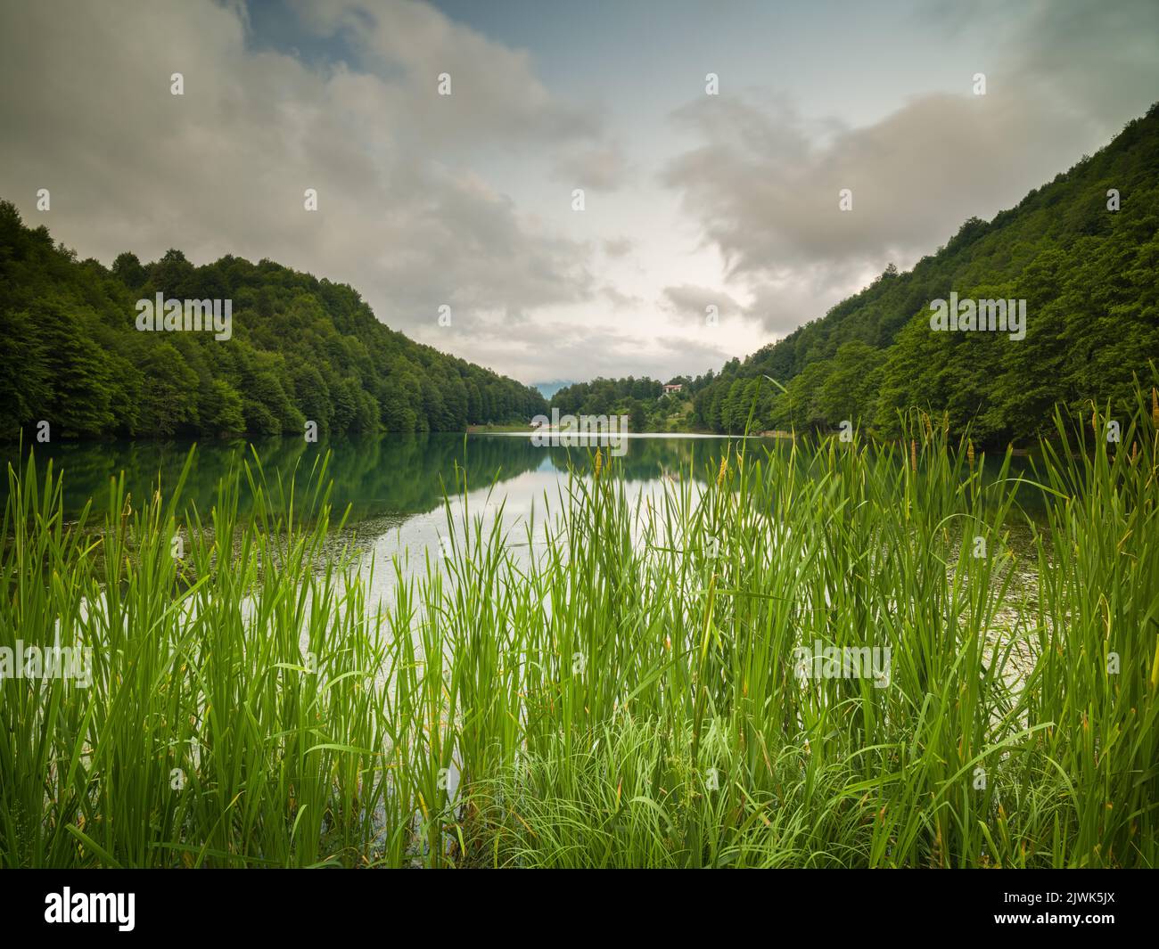 Am Abend Gras am See und Blick auf den See im Wald. Natürliche Lebensräume. Süßwasserpflanzen Stockfoto