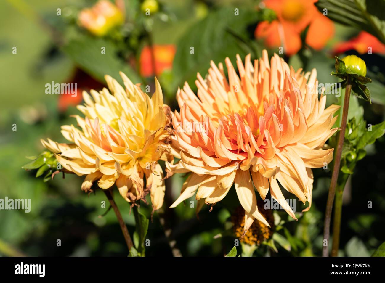 Gelb-orange Kaktus-Dahlia-Blüten Stockfoto