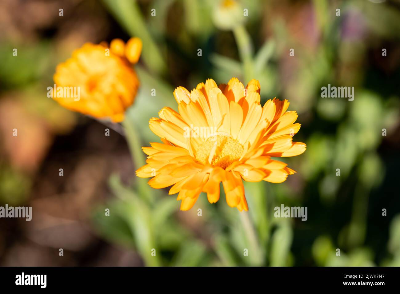 Orange Calendula Blume in der Sonne Stockfoto