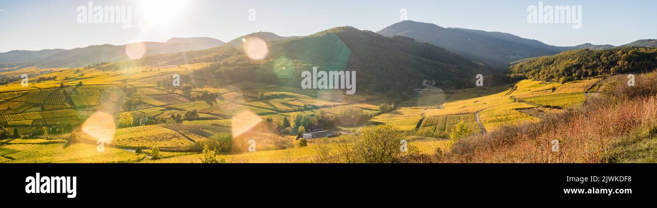 Grand Soleil sur le vignoble de Bergheim, Ribeauvillé et collines sous-vosgiennes, Elsass, Frankreich Stockfoto