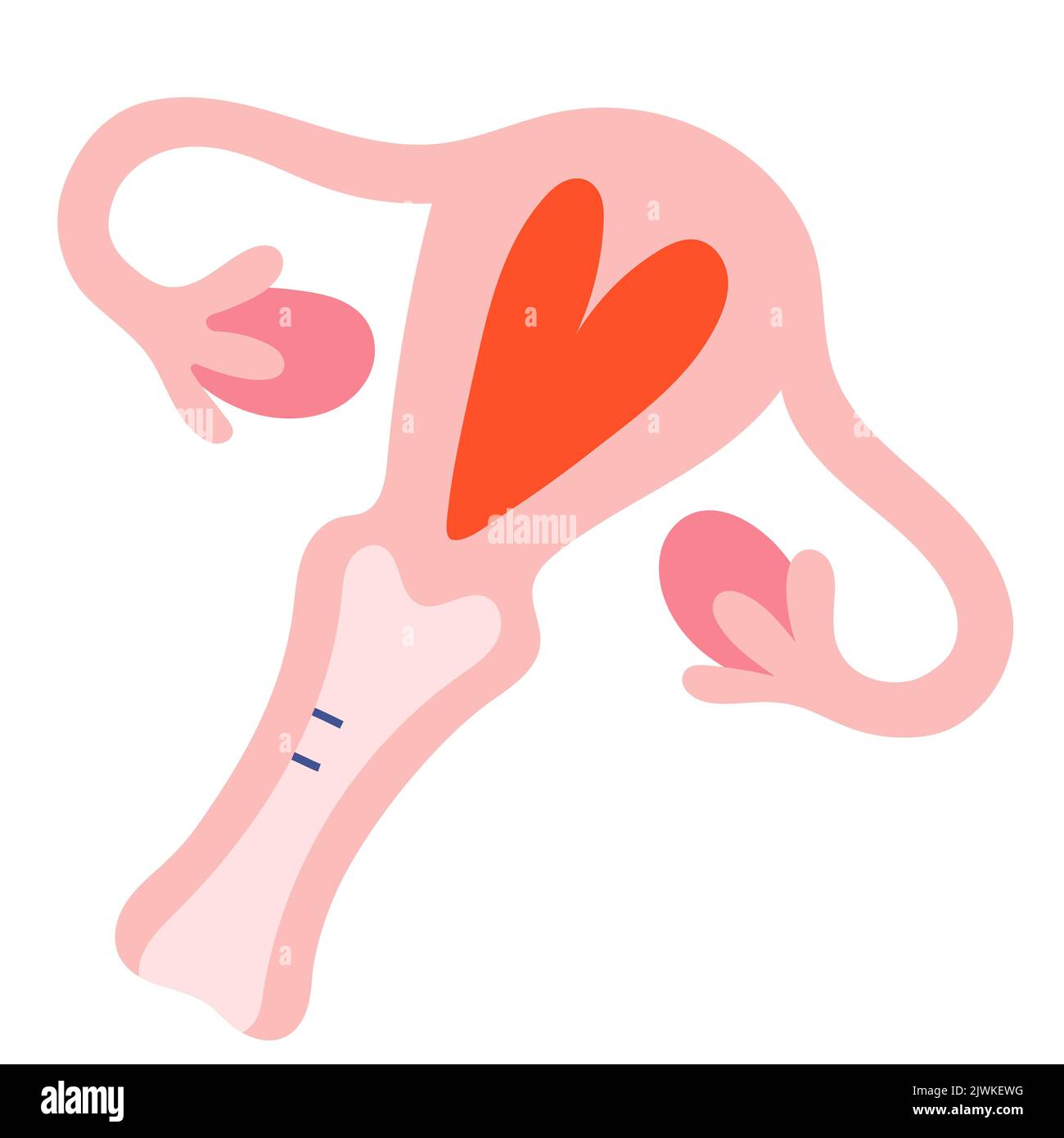 Uterusdarstellung, Menstruationszyklus, niedliche Doodle-Kunst, handgezeichnete farbige Illustration des weiblichen Fortpflanzungssystems, Uterus, Eierstöcken und Gebärmutter Stock Vektor Uterusdarstellung, Menstruationszyklus, niedliche Doodle-Kunst, handgezeichnete farbige Illustration des weiblichen Fortpflanzungssystems, Uterus, Eierstöcken und Gebärmutter Stock Vektor