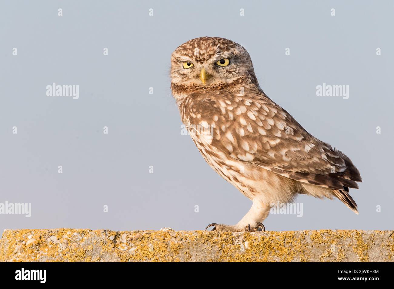 Kleine Eule (Athene noctua) steht auf einem landwirtschaftlichen Schleusentor, Koros-Maros Nationalpark, Ungarn Stockfoto