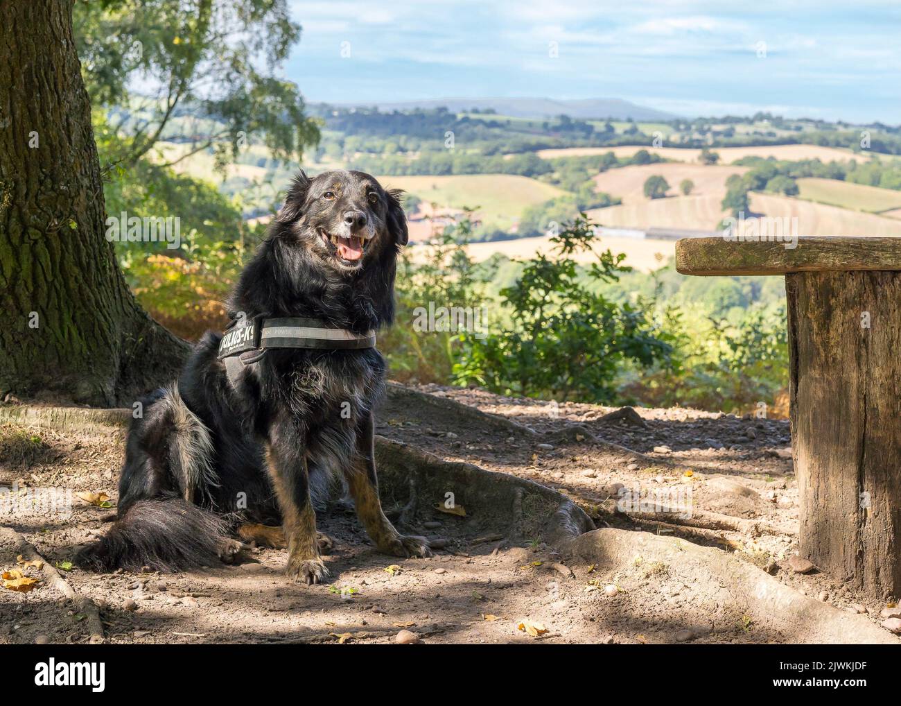 Gehorsamer Border Collie/Deutscher Schäferhund, der isoliert im Schatten eines Baumes auf einem ländlichen Spaziergang sitzt. Stockfoto