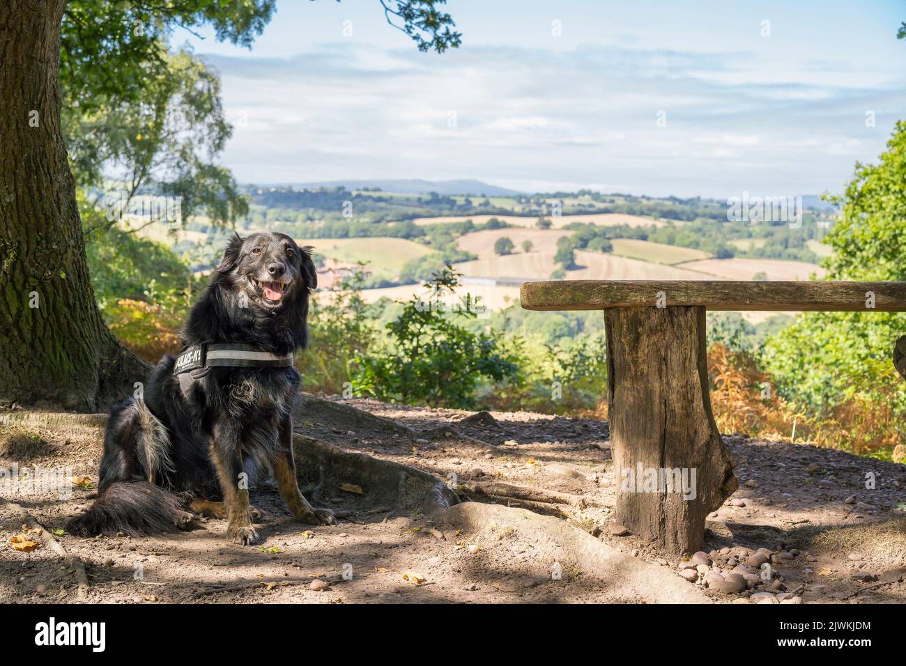 Gehorsamer Border Collie/Deutscher Schäferhund, der isoliert im Schatten eines Baumes auf einem ländlichen Spaziergang sitzt. Stockfoto