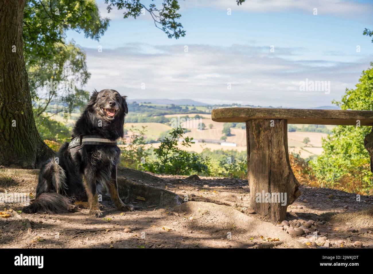 Gehorsamer Border Collie/Deutscher Schäferhund, der isoliert im Schatten eines Baumes auf einem ländlichen Spaziergang sitzt. Stockfoto