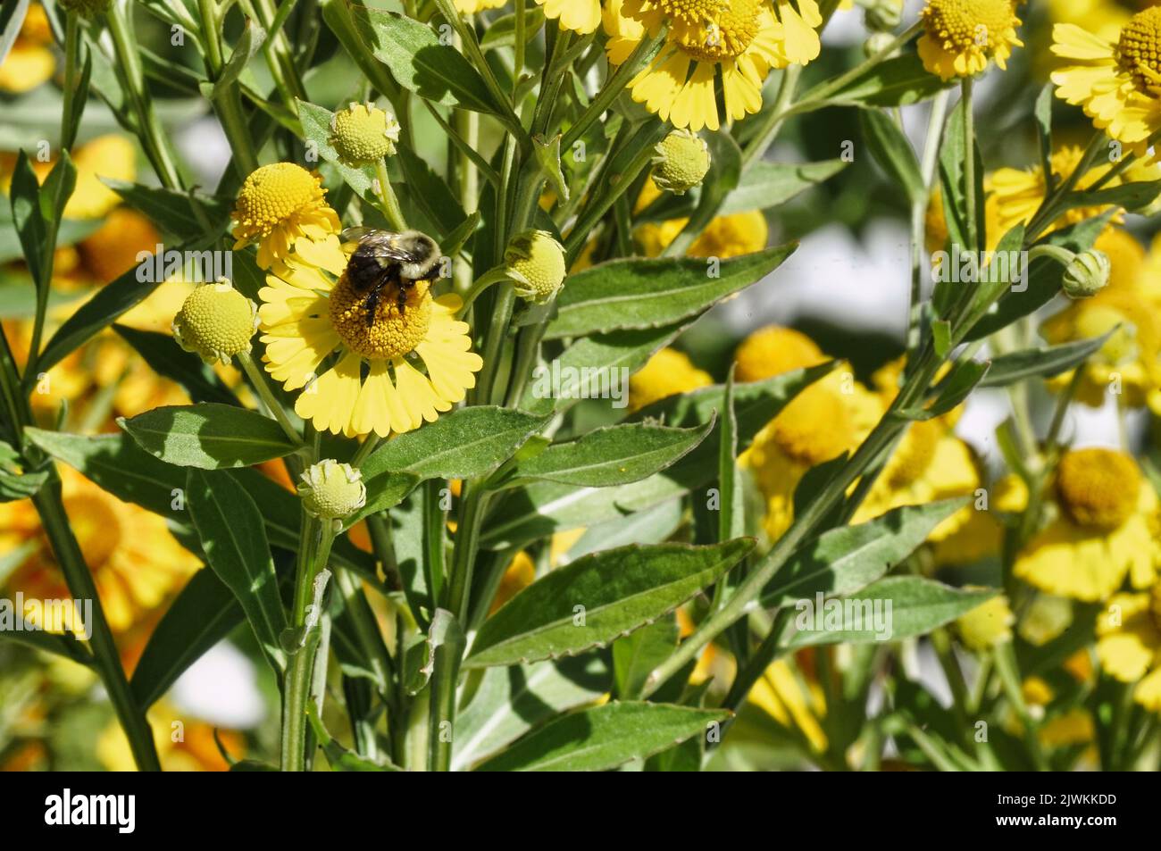 Lone Hummel auf einer Blume.Montreal.Quebec,Canada.Alamy Live Nachrichten/Mario Beauregard Stockfoto