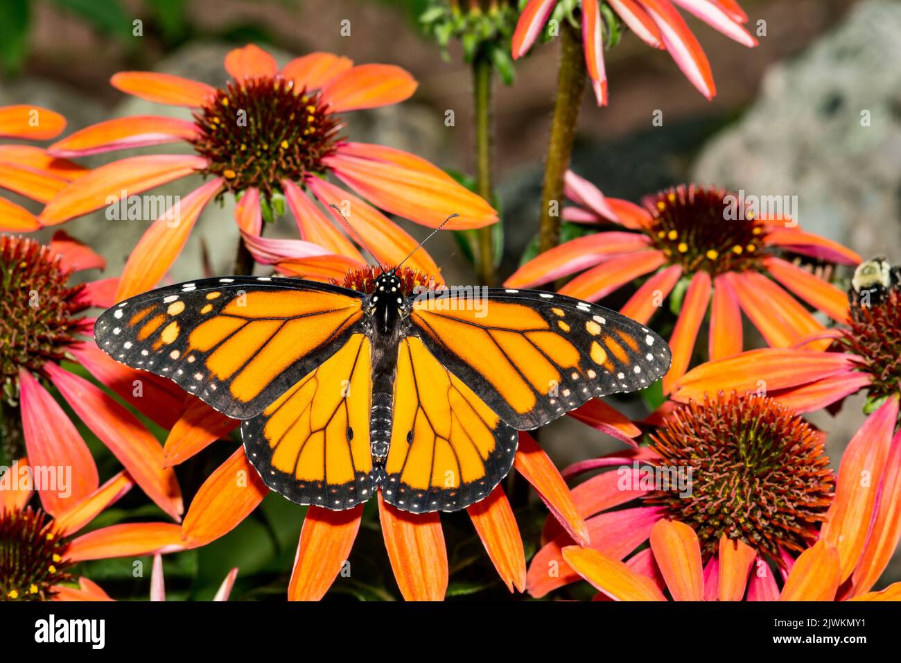 Monarch Butterfly - Danaus plexippus Stockfoto