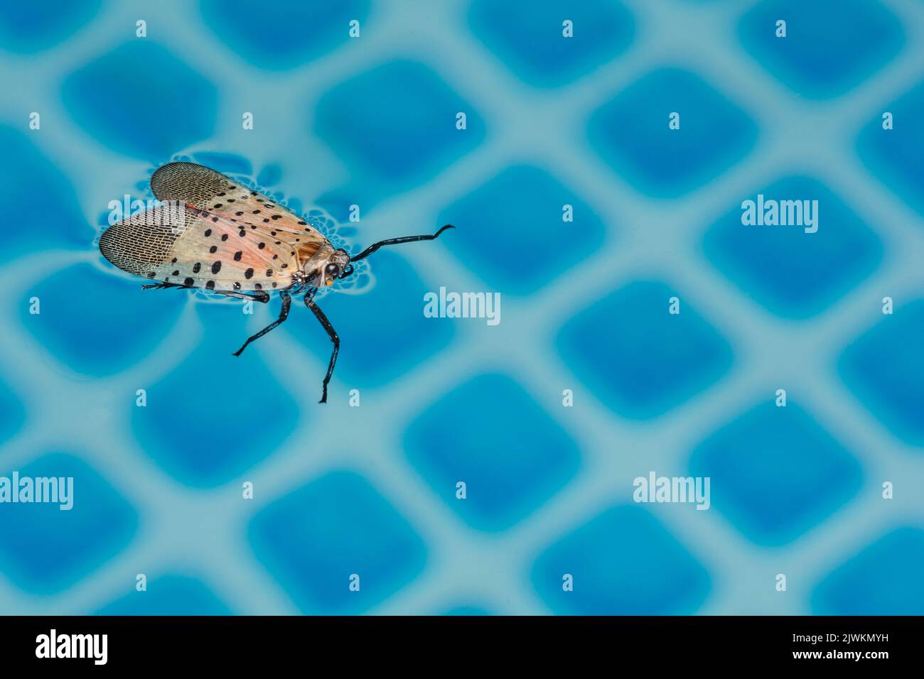Eine Spotted Lanternfly steckt in einem Schwimmbad in New Jersey Stockfoto