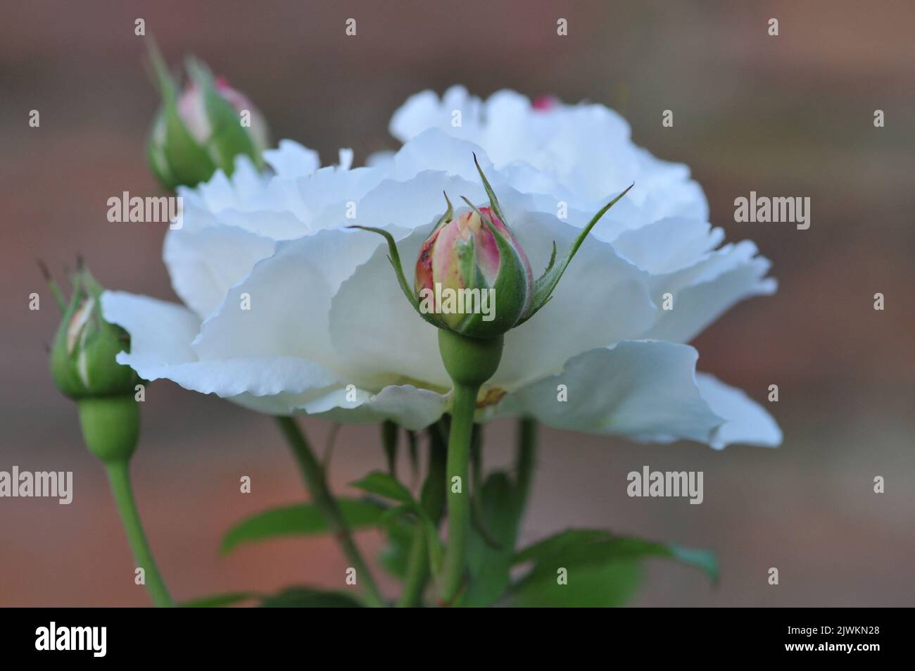 Rosa Winchester Kathedrale. Weiß David Austin Rose Nahaufnahme Makro. Stockfoto