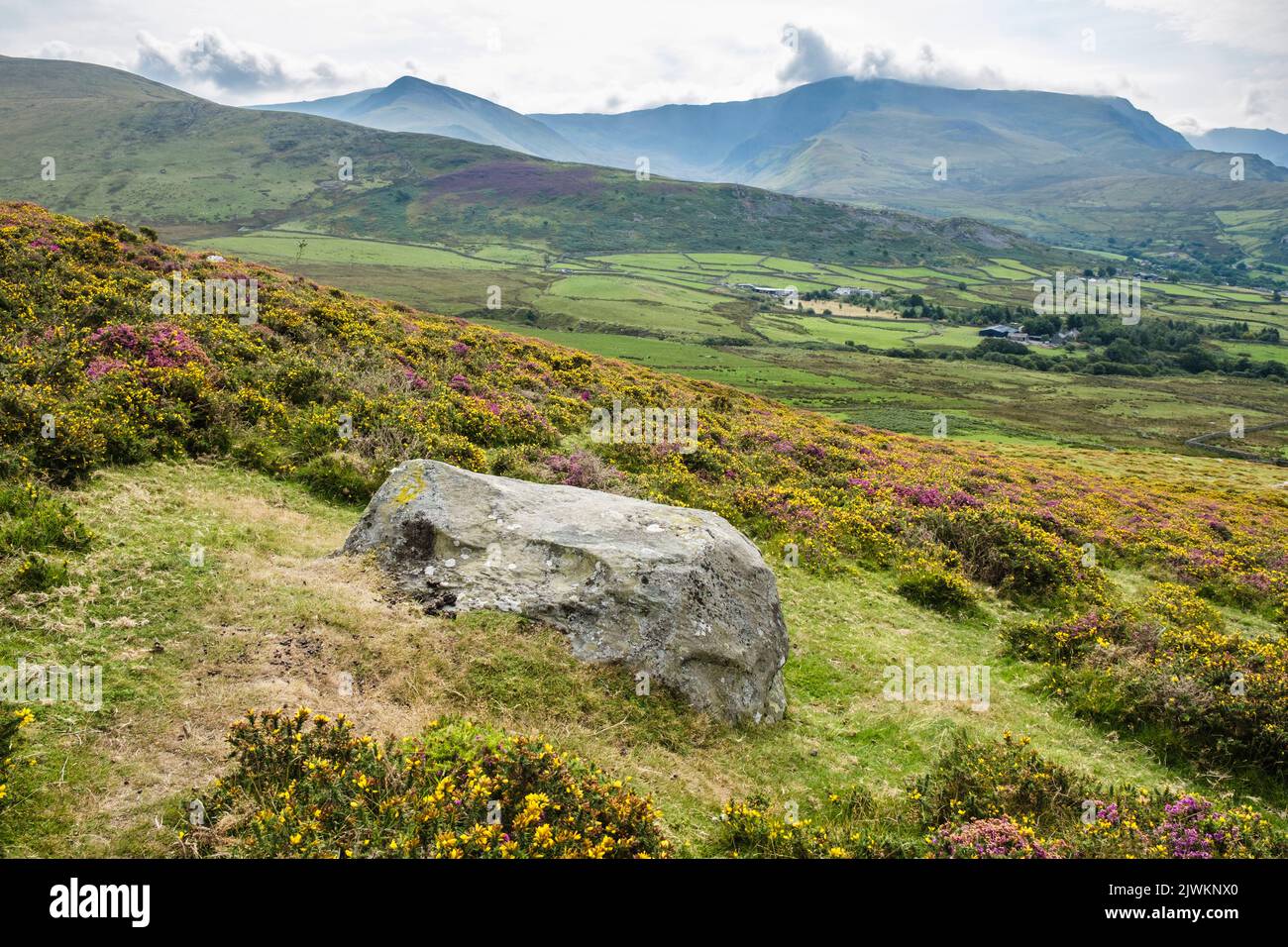 Ländliche Landschaft mit blühender Heide und Ginster am Hang von Lefn im Snowdonia National Park. Bethesda, Gwynedd, Nordwales, Großbritannien Stockfoto