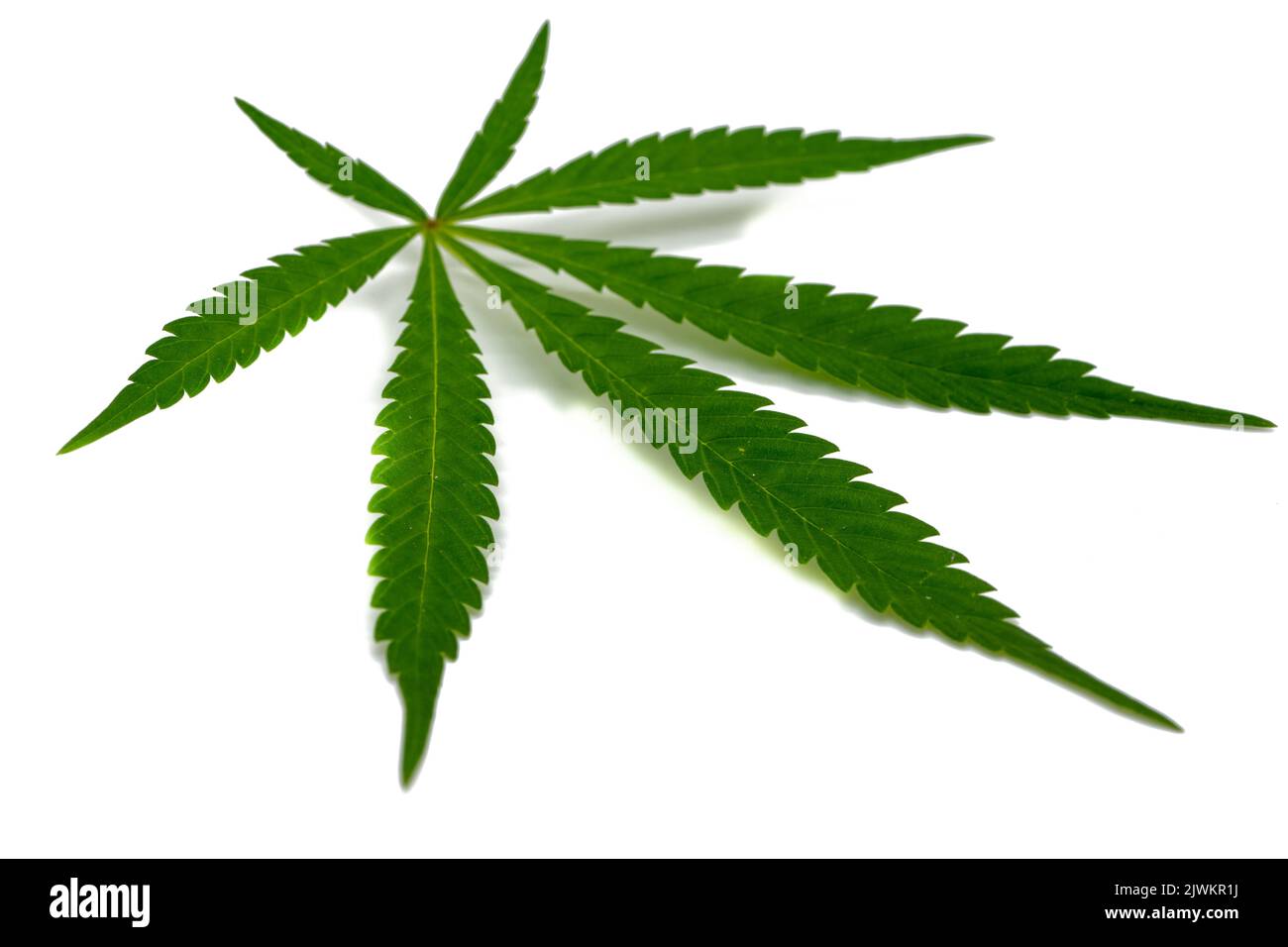 Grünes Cannabisblatt isoliert auf weißem Hintergrund Stockfoto