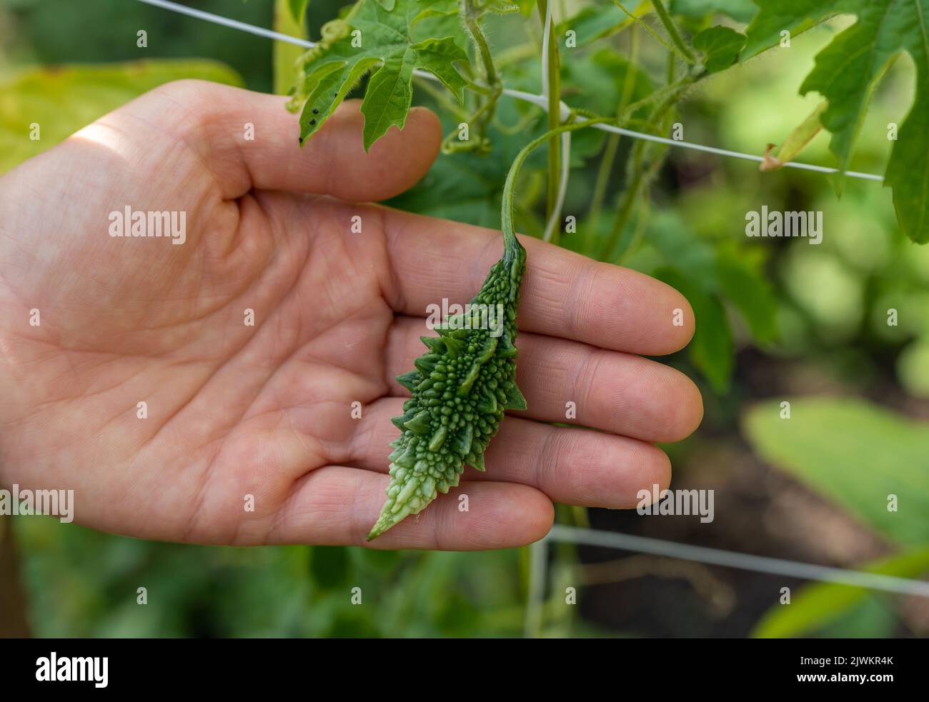 Bittermelonenfrucht, auch Bitterkürbis genannt. Momordica charantia in der Hand. Selektiver Fokus Stockfoto