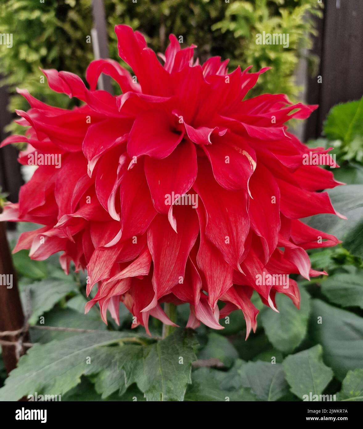 Dahlia, Bryn Turfel, Red, Giant Stockfoto