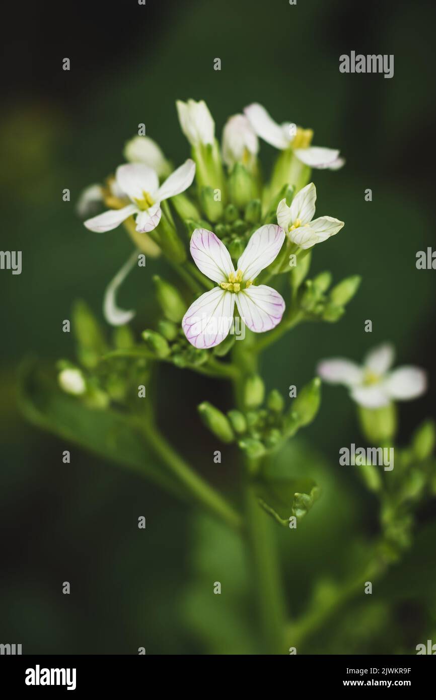 Nahaufnahme von Rettich-Pflanzenblumen im Garten, Soft-Focus-Hintergrund mit Kopierraum, Makro Stockfoto