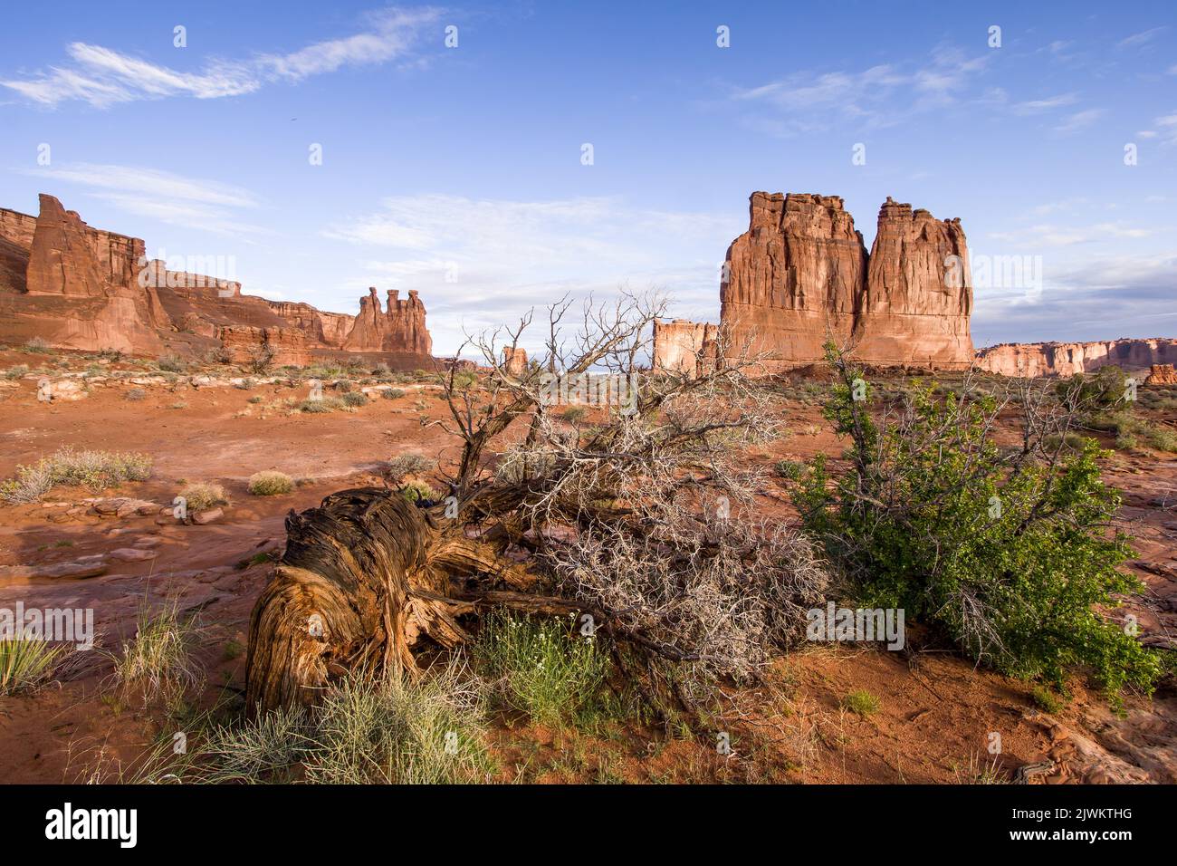 Ein verdrehter Wacholderbaum vor dem Klatsch und der Orgel in den Courthouse Towers, Arches National Park, Moab, Utah. Stockfoto