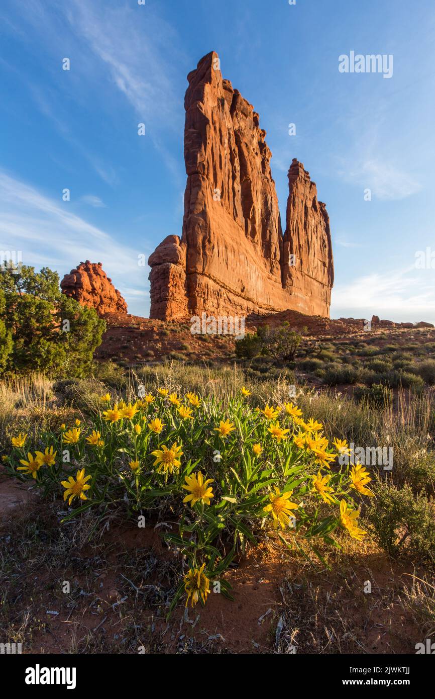 Raue Mule's Ohren blühen vor der Orgel in den Courthouse Towers, Arches National Park, Moab, Utah. Stockfoto