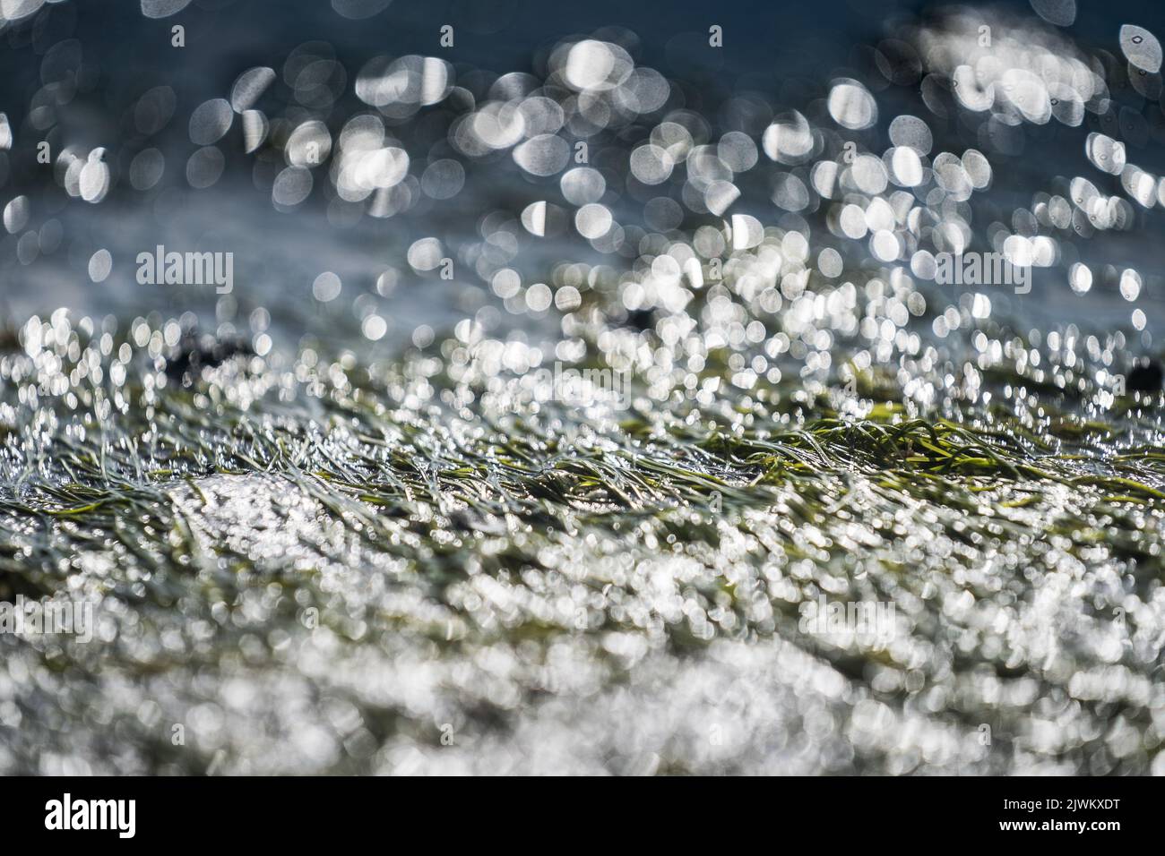 2022-09-06 11:40:46 GRIEND - Ein landschaftlich gestaltetes Seegrasfeld nahe Griend. Im Frühjahr ließ Rijkswaterstaat 700.000 Seegrassamen im Wattenmeer aussäen. Seegrasbetten gehören zu den produktivsten Ökosystemen der Welt, waren aber in den Niederlanden fast vollständig verschwunden. ANP SIESE VEENSTRA niederlande Out - belgien Out Stockfoto