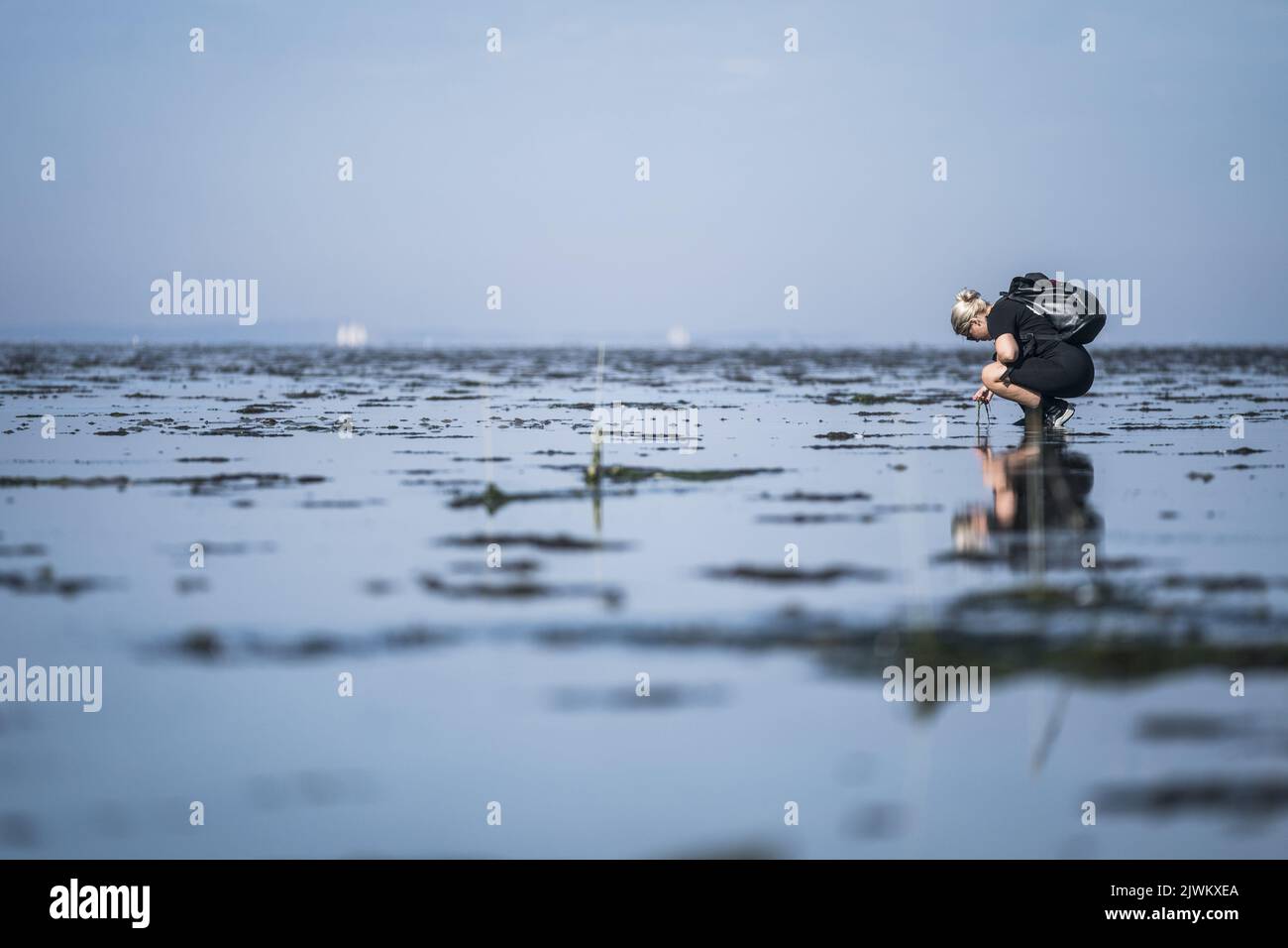 2022-09-06 11:34:43 GRIEND – Mitarbeiter der Fieldwork Company sehen ein landschaftlich gestaltetes Seegrasfeld in der Nähe von Griend. Im Frühjahr ließ Rijkswaterstaat 700.000 Seegrassamen im Wattenmeer aussäen. Seegrasbetten gehören zu den produktivsten Ökosystemen der Welt, waren aber in den Niederlanden fast vollständig verschwunden. ANP SIESE VEENSTRA niederlande Out - belgien Out Stockfoto