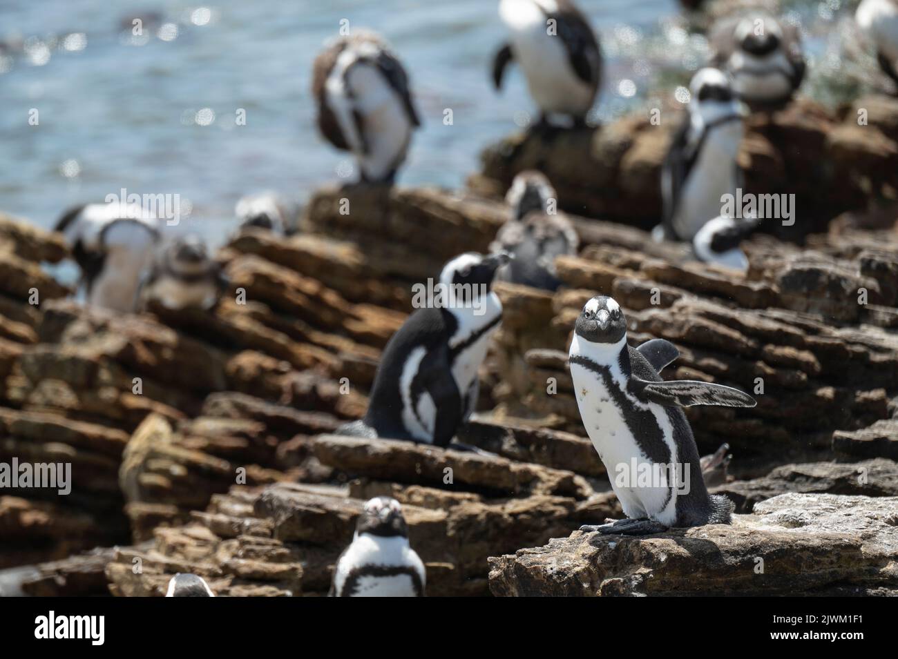 Betty's Bay Penguin Colony, Westkap, Südafrika Stockfoto